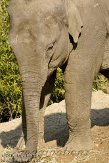 IED01101898 Aziatische olifant / Elephas maximus