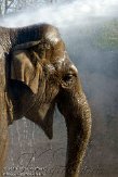 IED01101901 Aziatische olifant / Elephas maximus