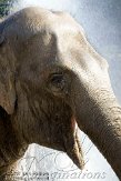 IED01101910 Aziatische olifant / Elephas maximus
