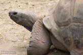 MGTZ1164972 aldabra-reuzenschildpad / Aldabrachelys gigantea