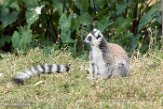 MGTZ1164986 ringstaartmaki / Lemur catta