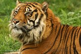 PLZ01131002 Sumatraanse tijger / Panthera tigris sumatrae