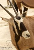 PLZ01131038 gemsbok / Oryx gazella
