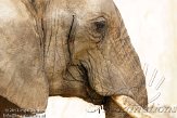 PLZ01131048 Zuid-Afrikaanse olifant / Loxodonta africana africana