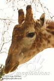 PLZ01131053 Angolagiraf / Giraffa camelopardalis angolensis