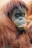 PLZ01131125 Sumatraanse orang-oetan / Pongo abelii