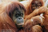 PLZ01131127 Sumatraanse orang-oetan / Pongo abelii