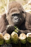 PLZ01131133 westelijke laaglandgorilla / Gorilla gorilla gorilla