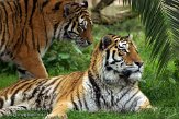 PLZ01131189 Siberische tijger / Panthera tigris altaica