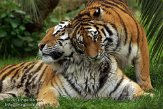PLZ01131192 Siberische tijger / Panthera tigris altaica