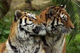 PLZ01131193 Siberische tijger / Panthera tigris altaica