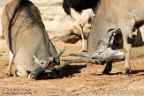 EBV01090796 elandantilope / Taurotragus oryx