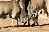 EBV01090800 elandantilope / Taurotragus oryx