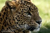 EBV01091051 Sri Lanka panter/ Panthera pardus kotiya