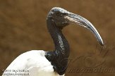 ETJ01104924 heilige ibis / Threskiornis aethiopicus