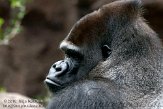 ETL01105136 westelijke laaglandgorilla / Gorilla gorilla gorilla