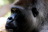 ETL01105278 westelijke laaglandgorilla / Gorilla gorilla gorilla