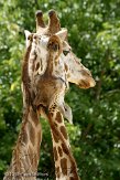 EZM01105361 Rothschildgiraffe / Giraffa camelopardalis rothschildi