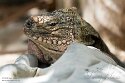 CHD01253010 Exuma eiland leguaan / Cyclura cychlura figginsi