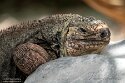 CHD01253034 Exuma eiland leguaan / Cyclura cychlura figginsi