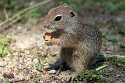 CHD01253139 siesel / Spermophilus citellus