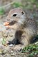 CHD01253142 siesel / Spermophilus citellus