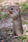 CHD01253172 siesel / Spermophilus citellus
