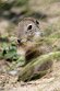 CHD01253223 siesel / Spermophilus citellus