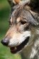 CHD01253262 Europese wolf / Canis lupus lupus