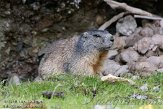 CHG01108112 alpenmarmot / Marmota marmota