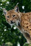 CHG01108262 Karpatische lynx / Lynx lynx carpathicus