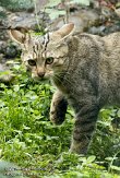 CHG01108346 Europese wilde kat / Felis silvestris silvestris