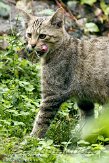 CHG01108347 Europese wilde kat / Felis silvestris silvestris