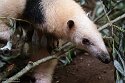 CHP01252725 zuidelijke tamandoea / Tamandua tetradactyla