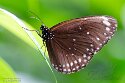 CHP01252806 common crow / Euploea core