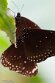 CHP01252899 common crow / Euploea core