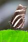 CHP01252929 zebravlinder / Heliconius charitonius