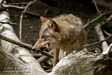 CHZ01085427 Mongoolse wolf / Canis lupus chanco