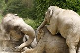 CHZ01085439 Aziatische olifant / Elephas maximus