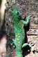 CHZ01253850 Madagaskarreuzendaggekko / Phelsuma grandis