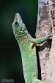 CHZ01253931 Madagaskarreuzendaggekko / Phelsuma grandis