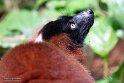 CHZ01254120 rode vari / Varecia rubra