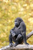 NAP0611A311 westelijke laaglandgorilla / Gorilla gorilla gorilla
