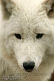 NAA01120346 Hudson Bay wolf / Canis lupus hudsonicus