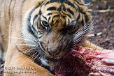 CDB01K070027 Sumatraanse tijger / Panthera tigris sumatrae