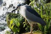 NMV01161842 kwak / Nycticorax nycticorax