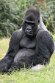 NAP01245296 westelijke laaglandgorilla / Gorilla gorilla gorilla