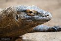 NDB03256916 komodovaraan / Varanus komodoensis