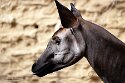 NDB03256946 okapi / Okapia johnstoni