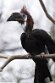 NDB01260010 blauwkeelneushoornvogel / Ceratogymna atrata